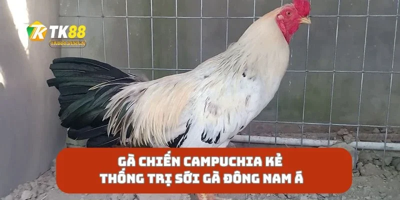 Gà Chiến Campuchia Kẻ Thống Trị Sới Gà Đông Nam Á