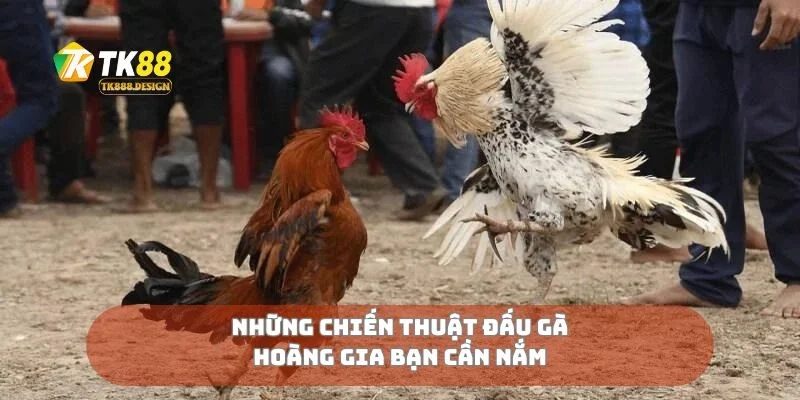 Những chiến thuật đấu gà hoàng gia bạn cần nắm