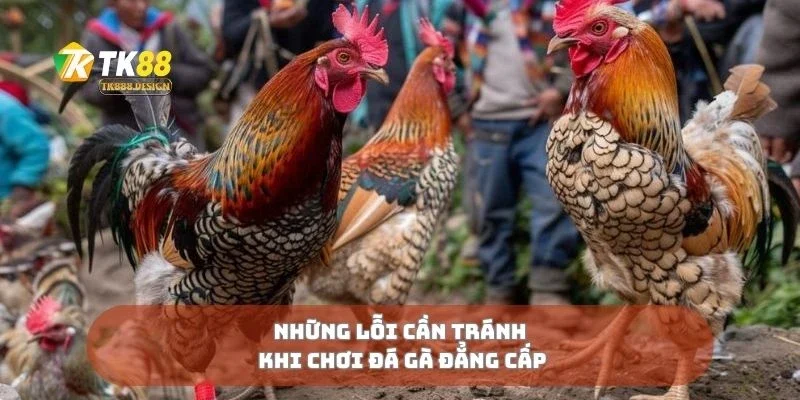 Những lỗi cần tránh khi chơi đá gà đẳng cấp