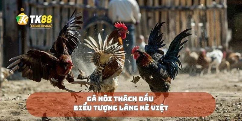 Gà nòi thách đấu biểu tượng làng kê Việt