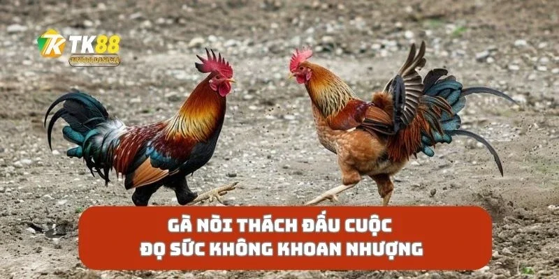 Gà Nòi Thách Đấu Cuộc Đọ Sức Không Khoan Nhượng