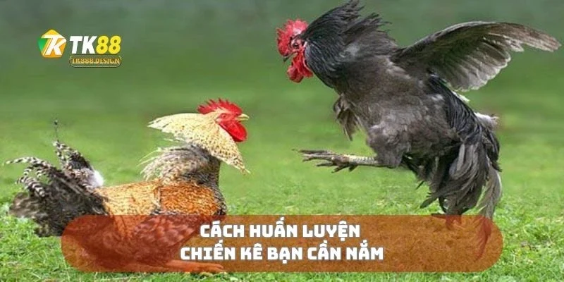 Cách huấn luyện chiến kê bạn cần nắm