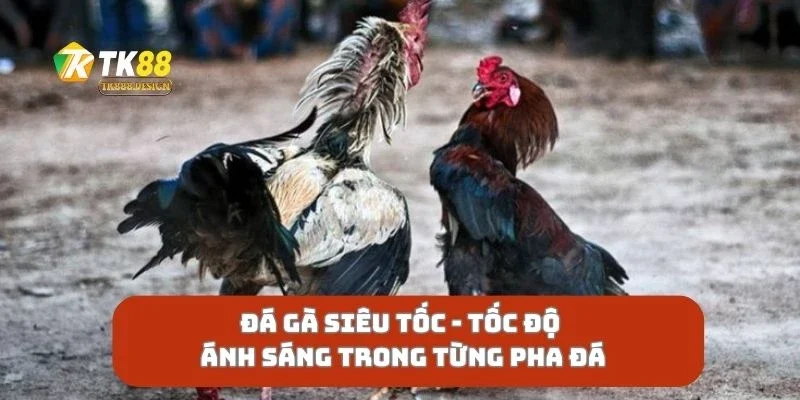 Đá Gà Siêu Tốc Tốc Độ Ánh Sáng Trong Từng Pha Đá