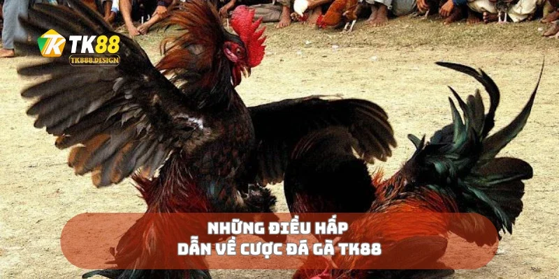 Những điều hấp dẫn về cược đá gà TK88